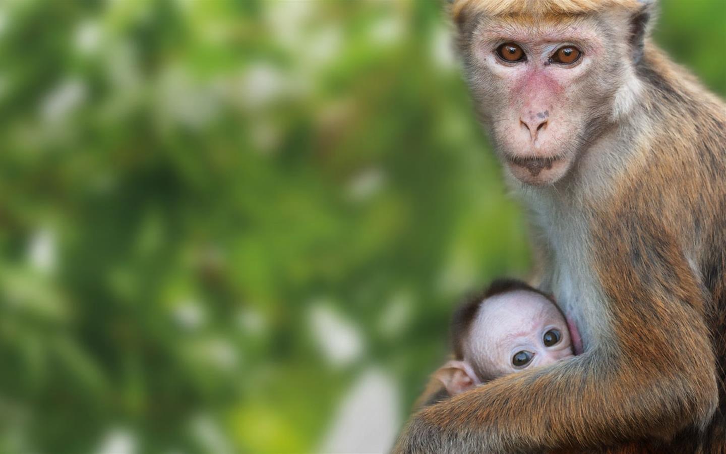 Monkey Kingdom HD wallpapers, Desktop wallpaper - most viewed