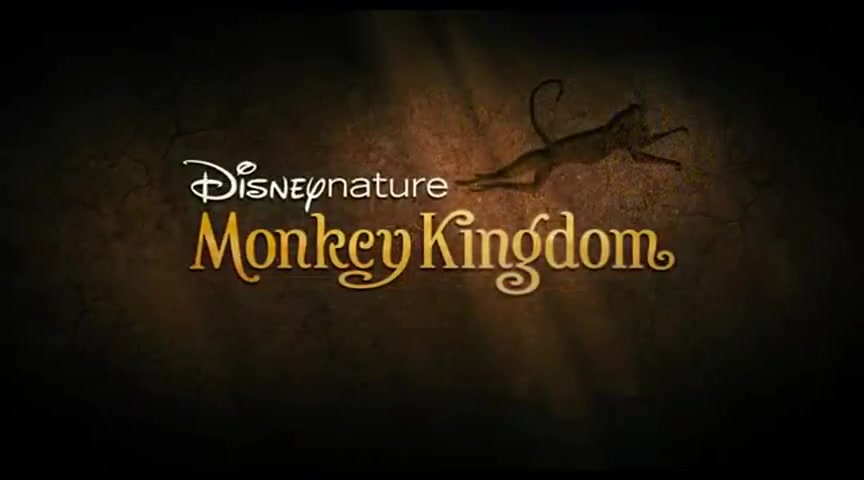 Monkey Kingdom #13