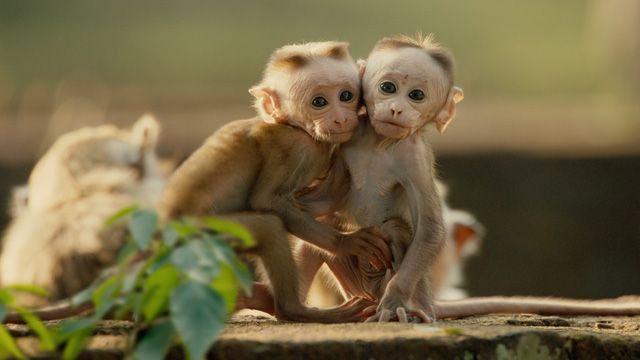 Amazing Monkey Kingdom Pictures & Backgrounds