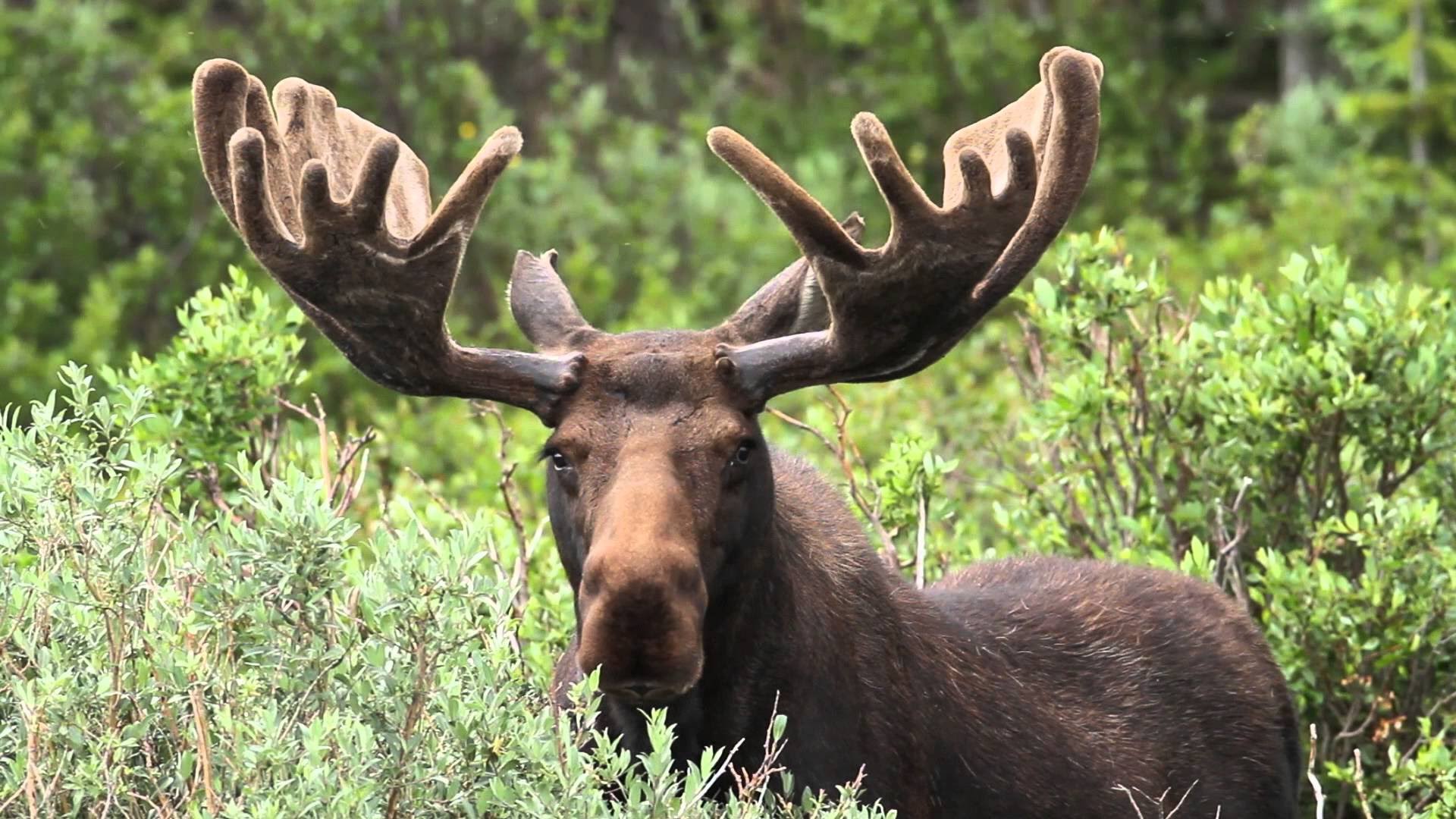 HD Quality Wallpaper | Collection: Animal, 1920x1080 Moose