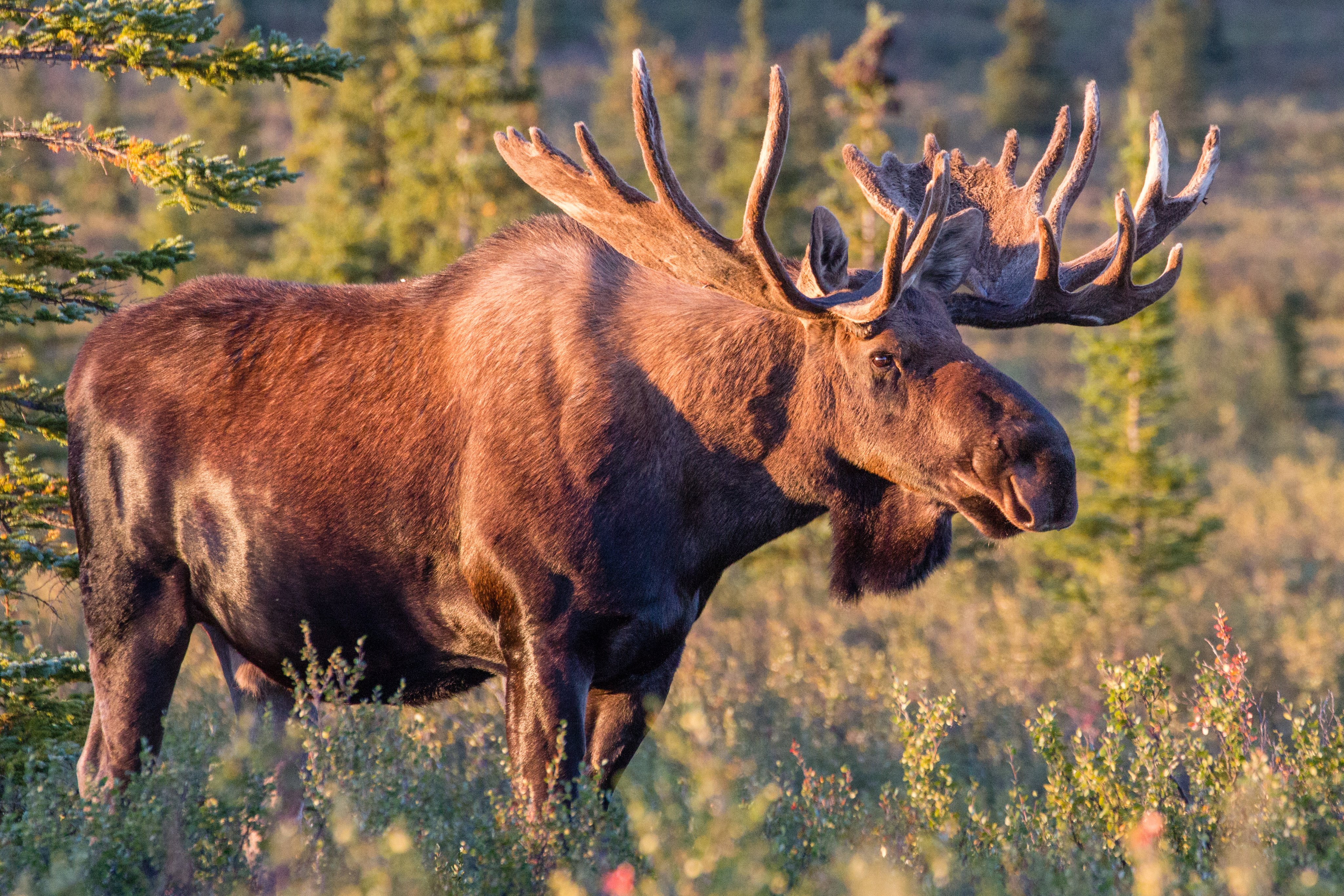 HD Quality Wallpaper | Collection: Animal, 4100x2733 Moose