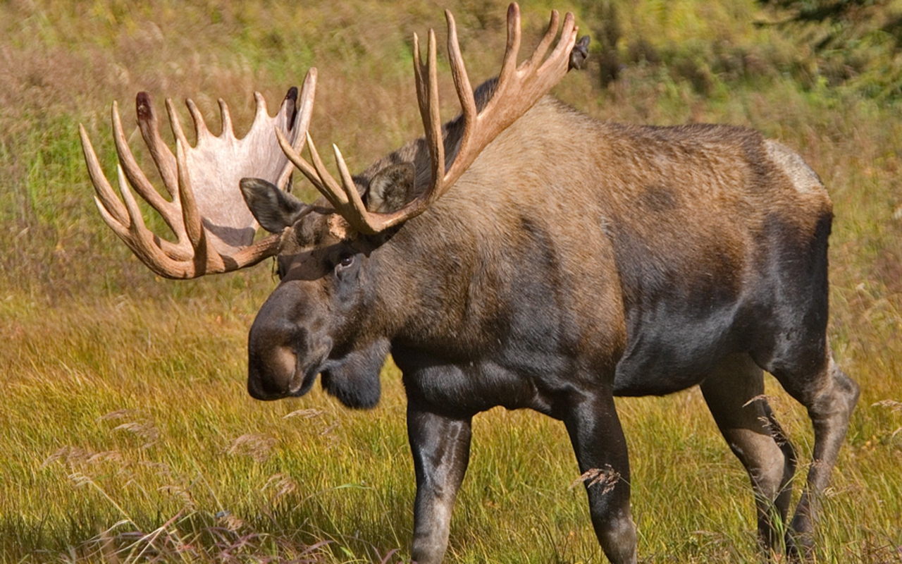 HD Quality Wallpaper | Collection: Animal, 1280x800 Moose