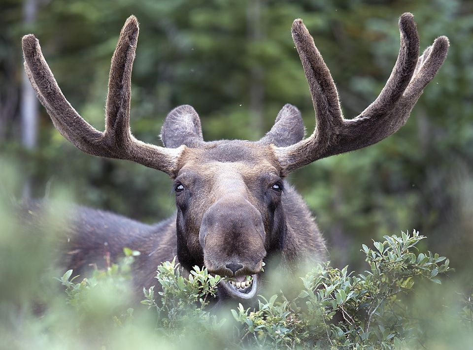 Amazing Moose Pictures & Backgrounds