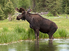Images of Moose | 220x165