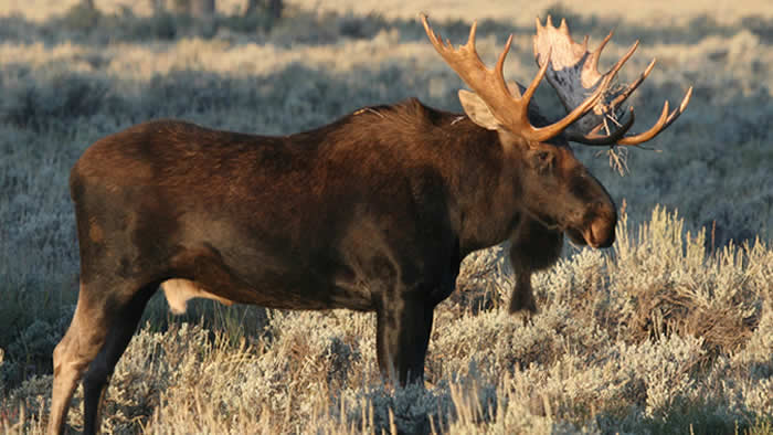 Moose #17