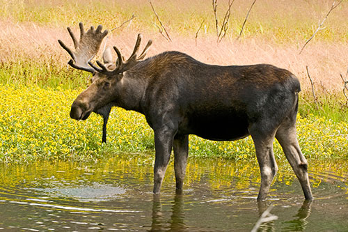 Nice Images Collection: Moose Desktop Wallpapers