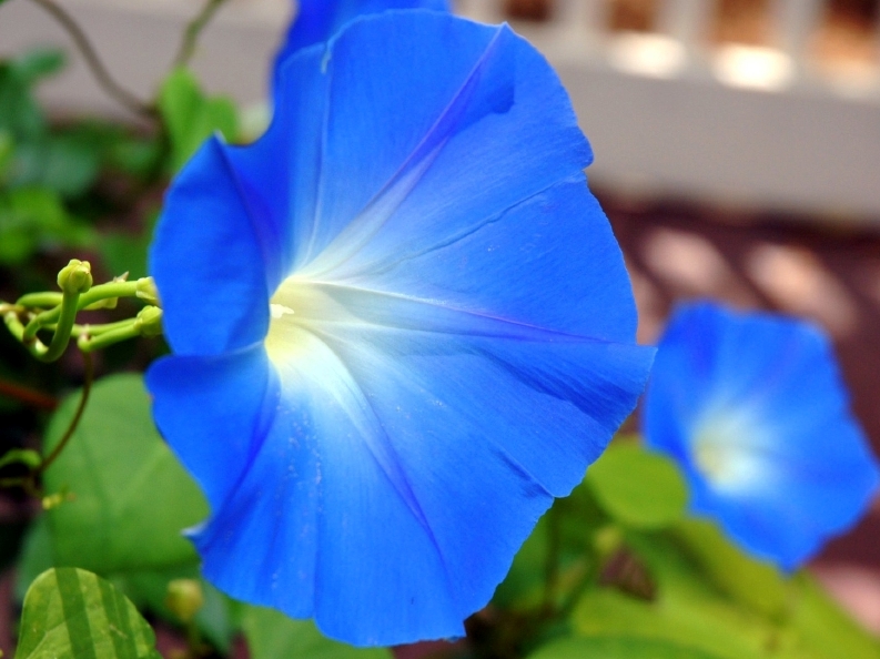 793x594 > Morning Glory Wallpapers