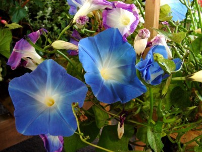 Images of Morning Glories | 400x300