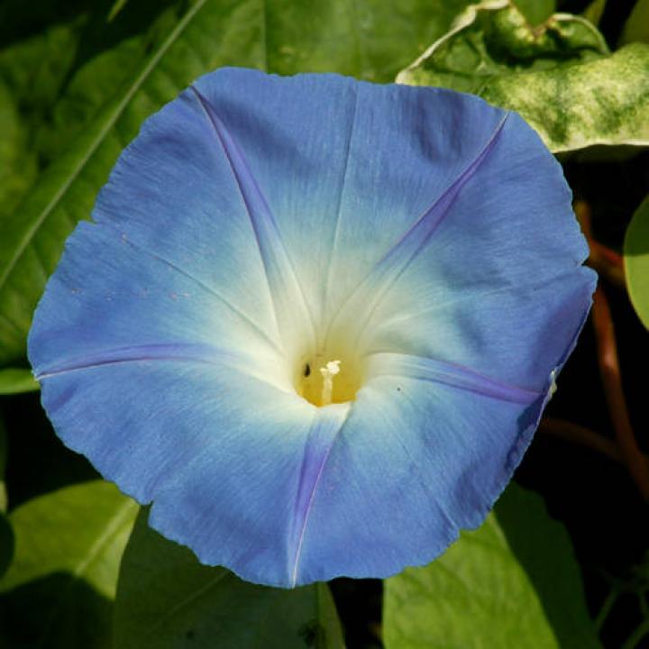HQ Morning Glory Wallpapers | File 47.27Kb
