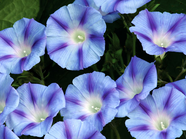 Nice Images Collection: Morning Glory Desktop Wallpapers