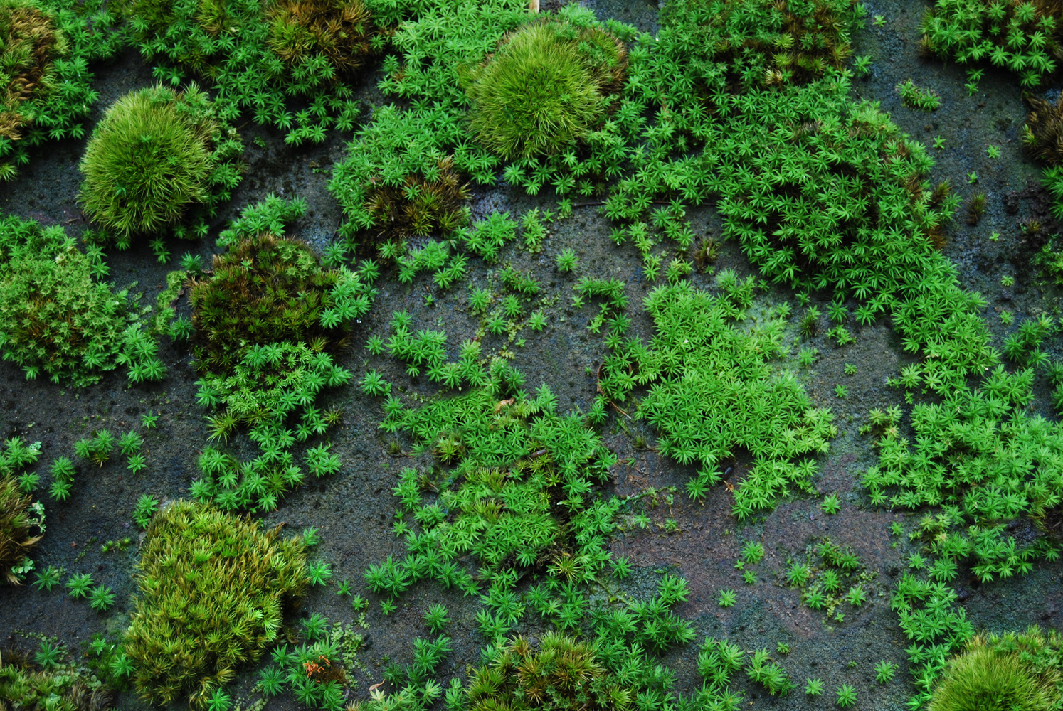 Moss Pics, Earth Collection