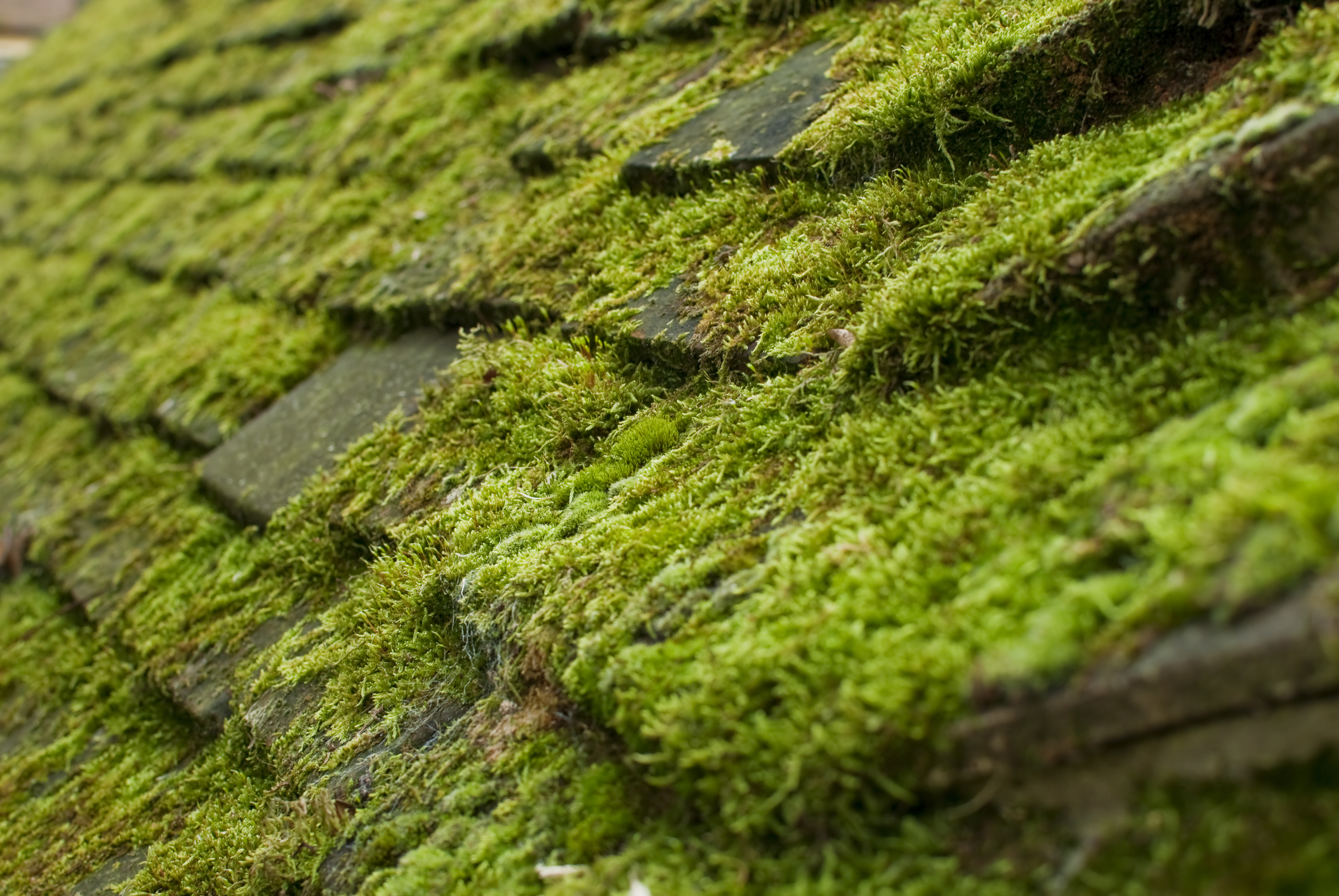 Moss Backgrounds on Wallpapers Vista
