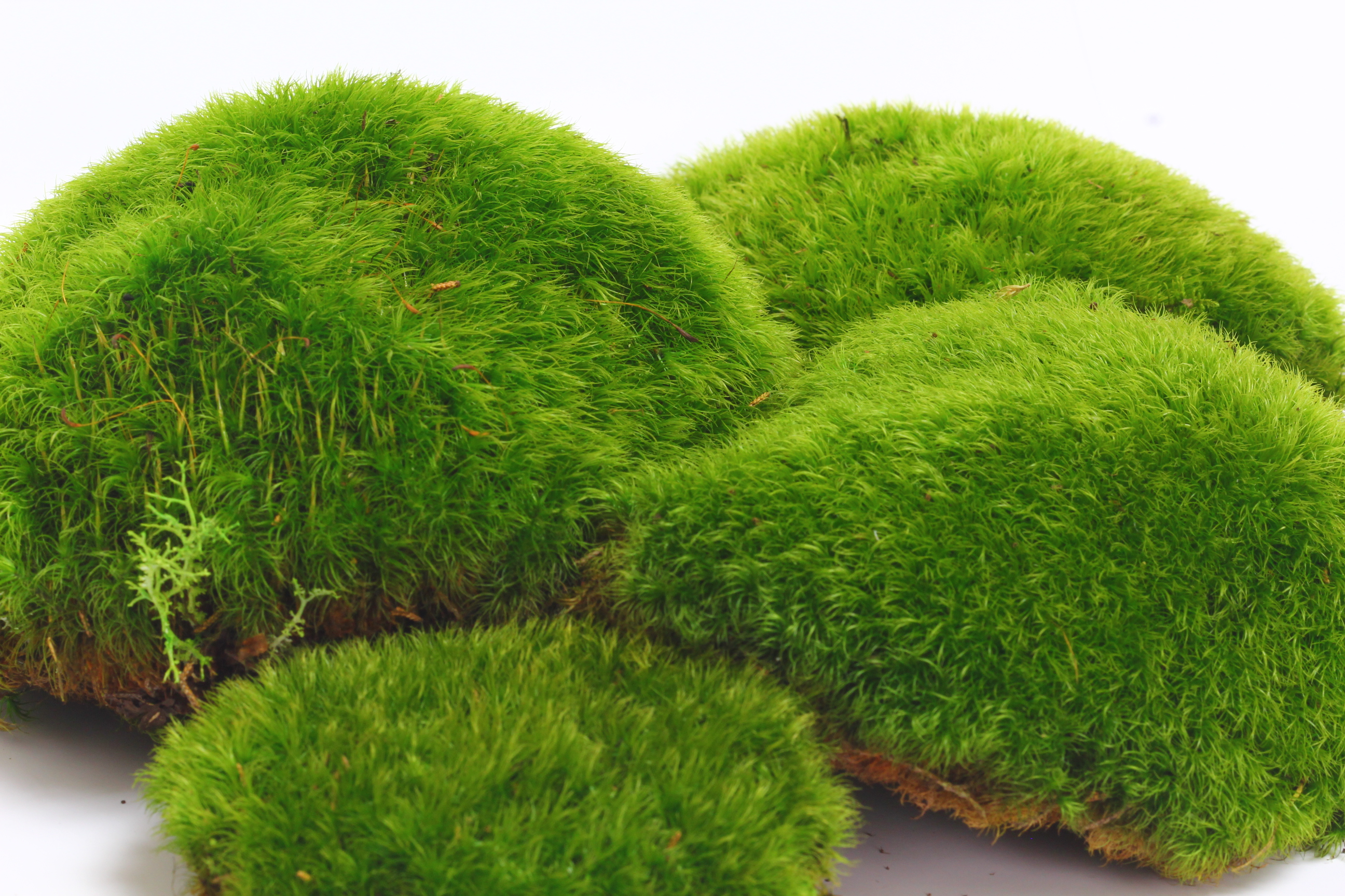 Amazing Moss Pictures & Backgrounds