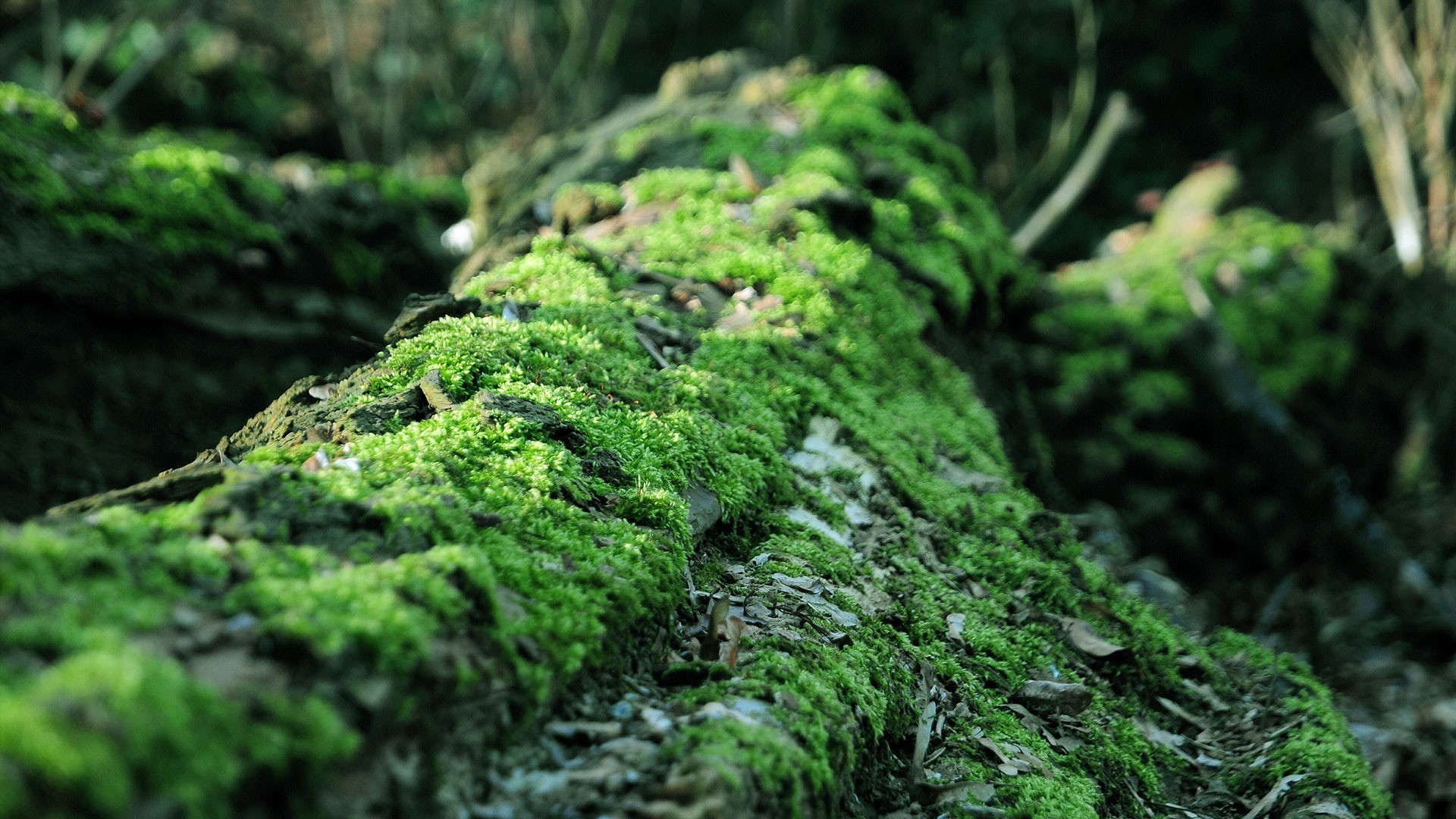 Moss Pics, Earth Collection