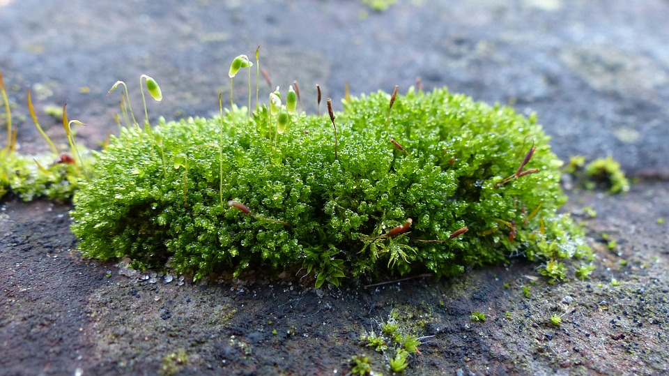 HD Quality Wallpaper | Collection: Earth, 960x539 Moss