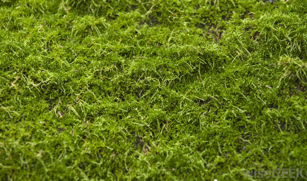 Moss Backgrounds on Wallpapers Vista