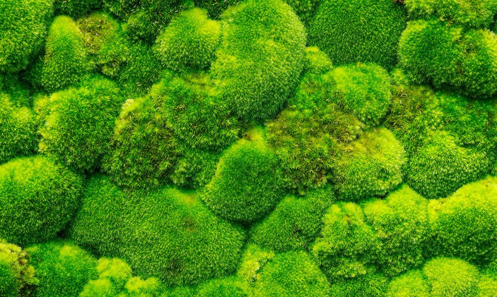 Images of Moss | 1020x610