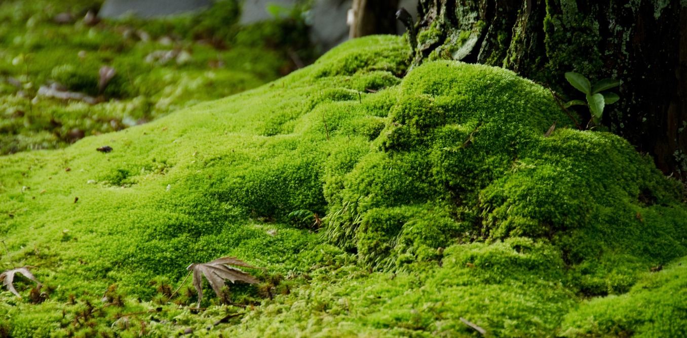 Images of Moss | 1356x668