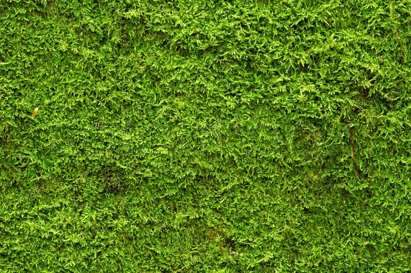 Images of Moss | 800x531