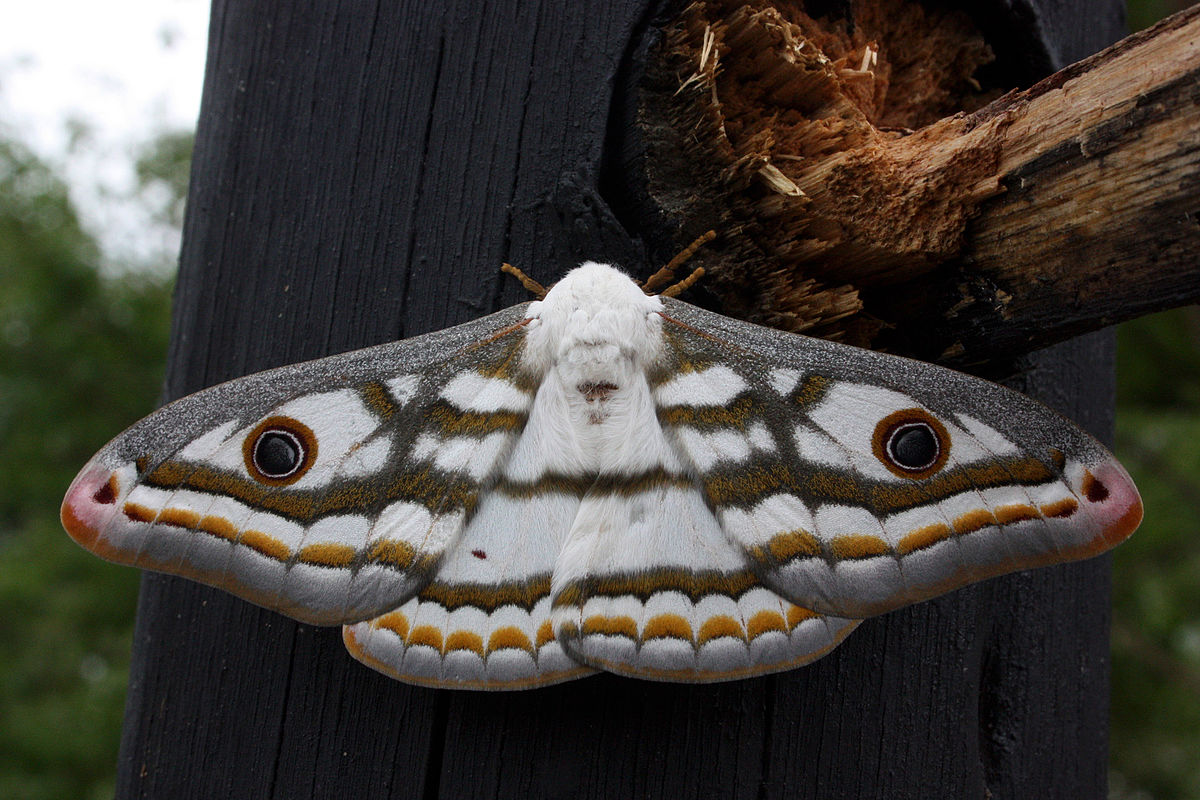 HD Quality Wallpaper | Collection: Animal, 1200x800 Moth