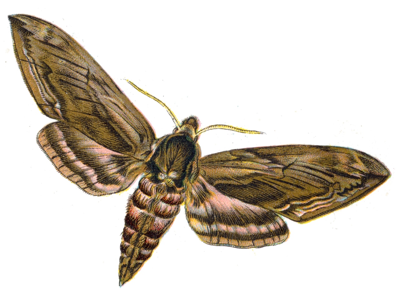 Moth #11