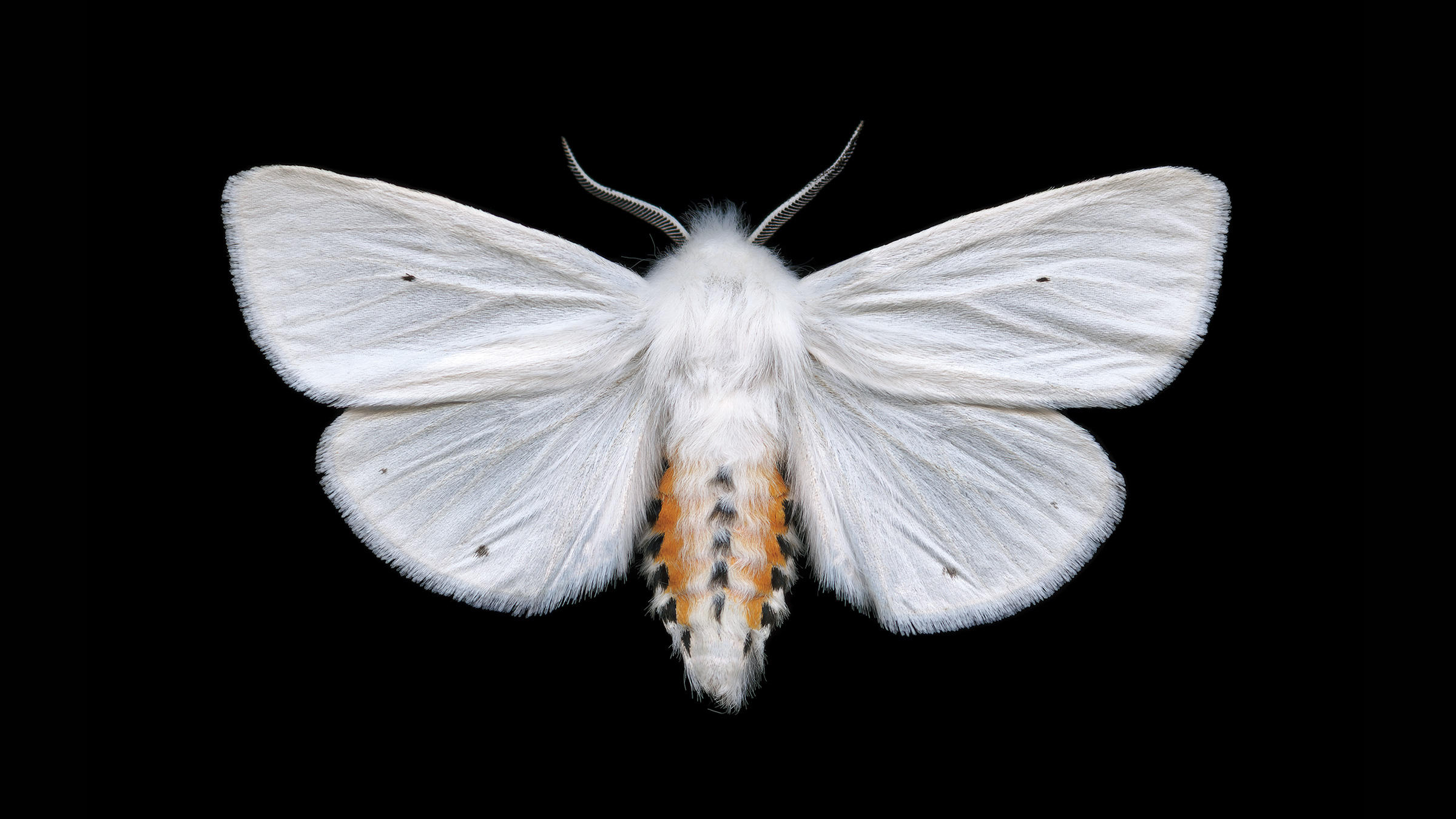 Moth #17