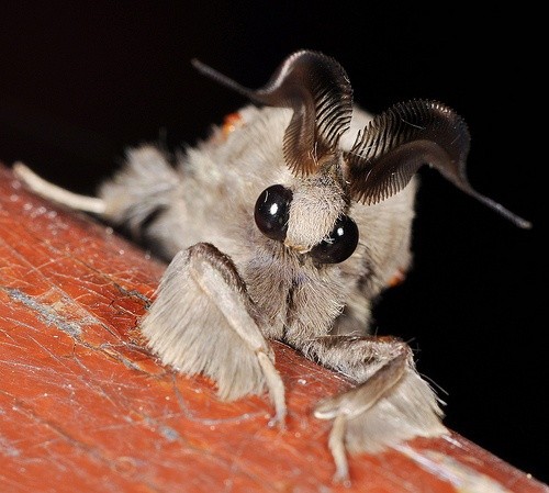 Images of Moth | 500x449