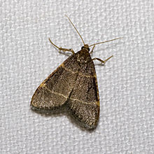 Moth #8