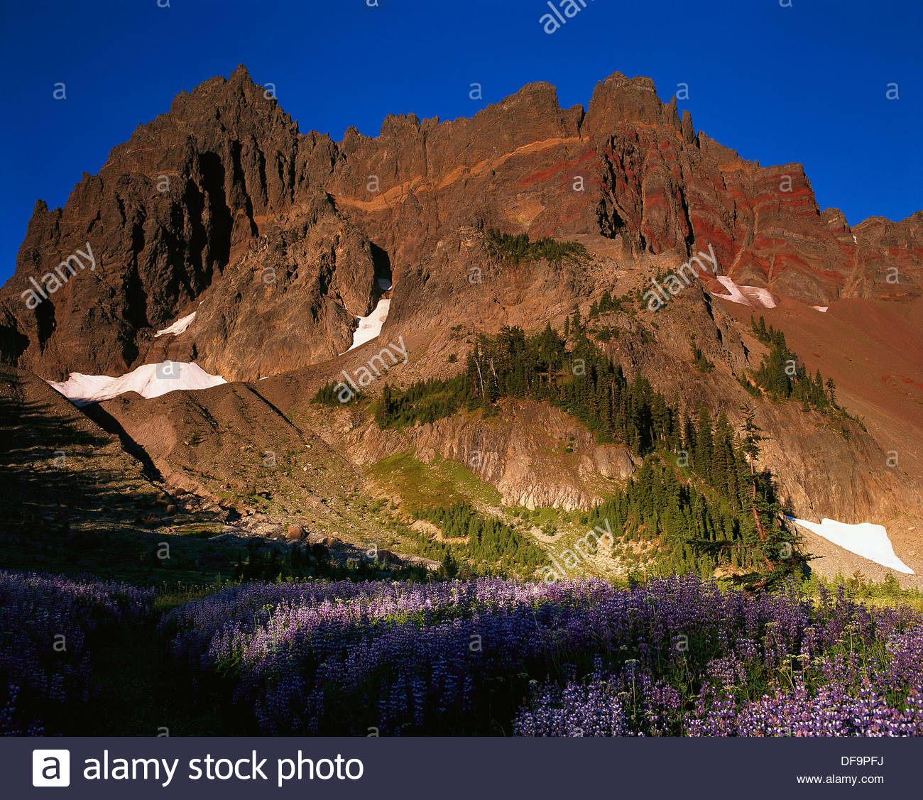 Mount Three Fingered Jack Backgrounds, Compatible - PC, Mobile, Gadgets| 1300x1127 px