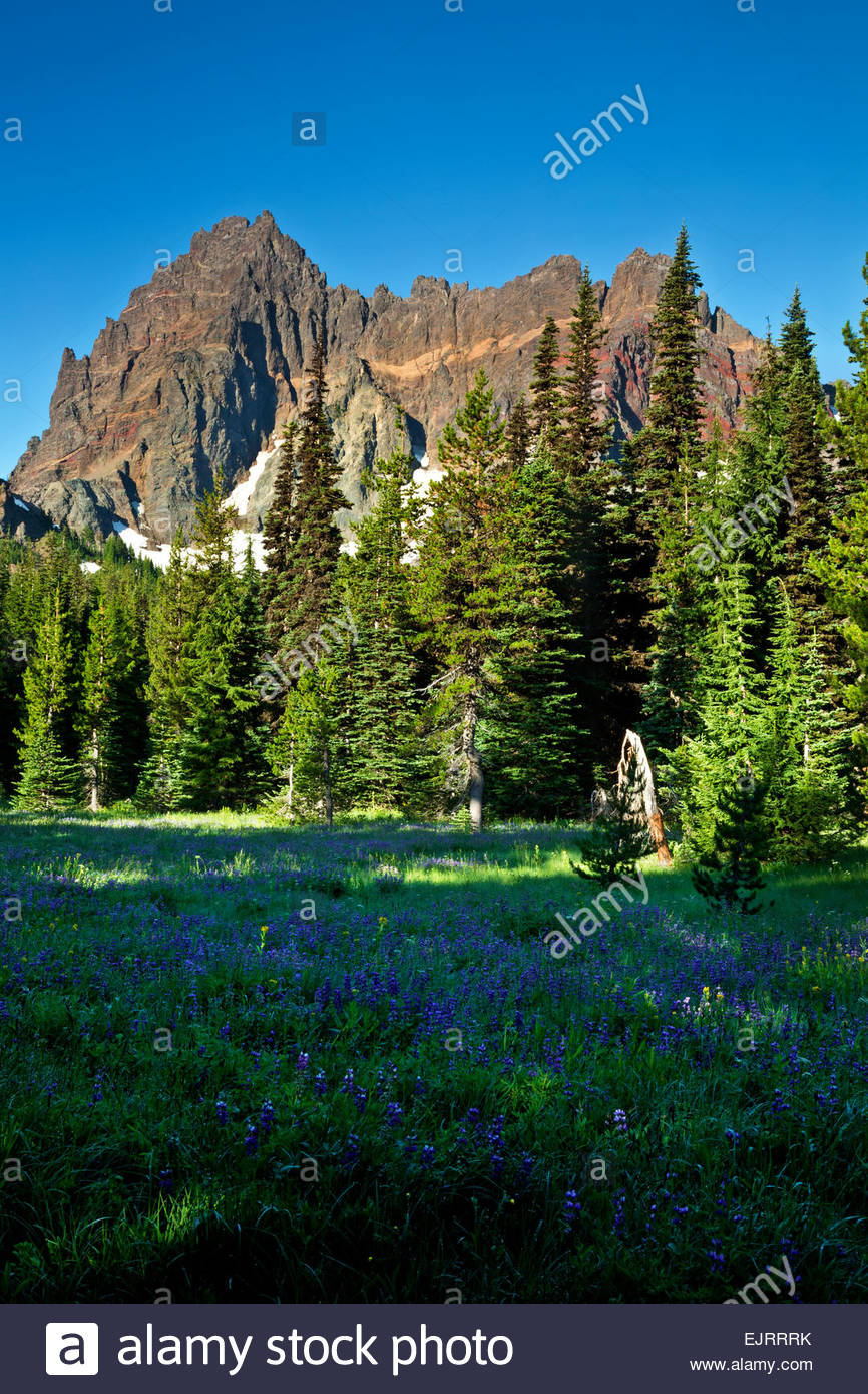 Mount Three Fingered Jack Backgrounds, Compatible - PC, Mobile, Gadgets| 866x1390 px