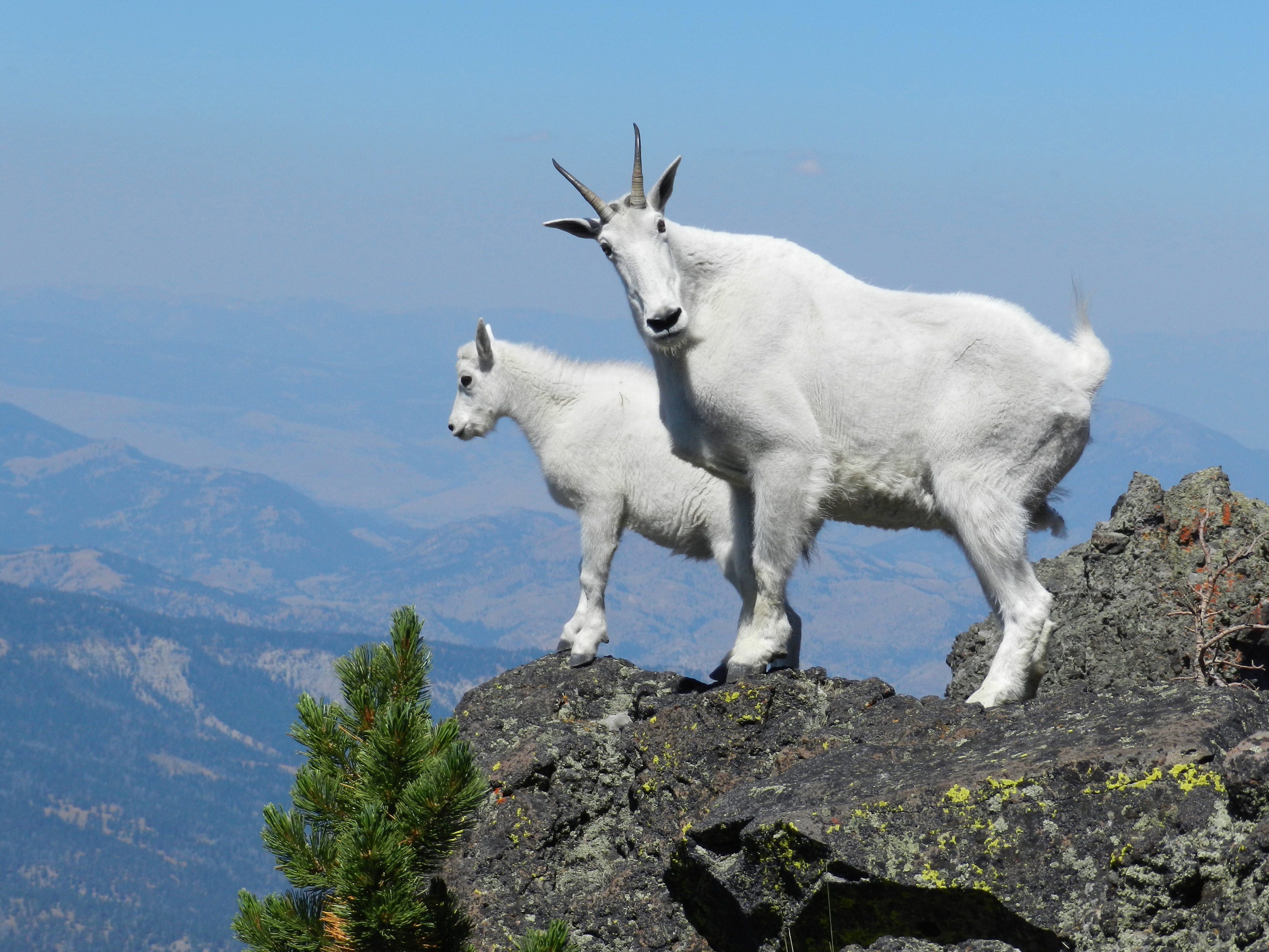 Mountain Goat #19