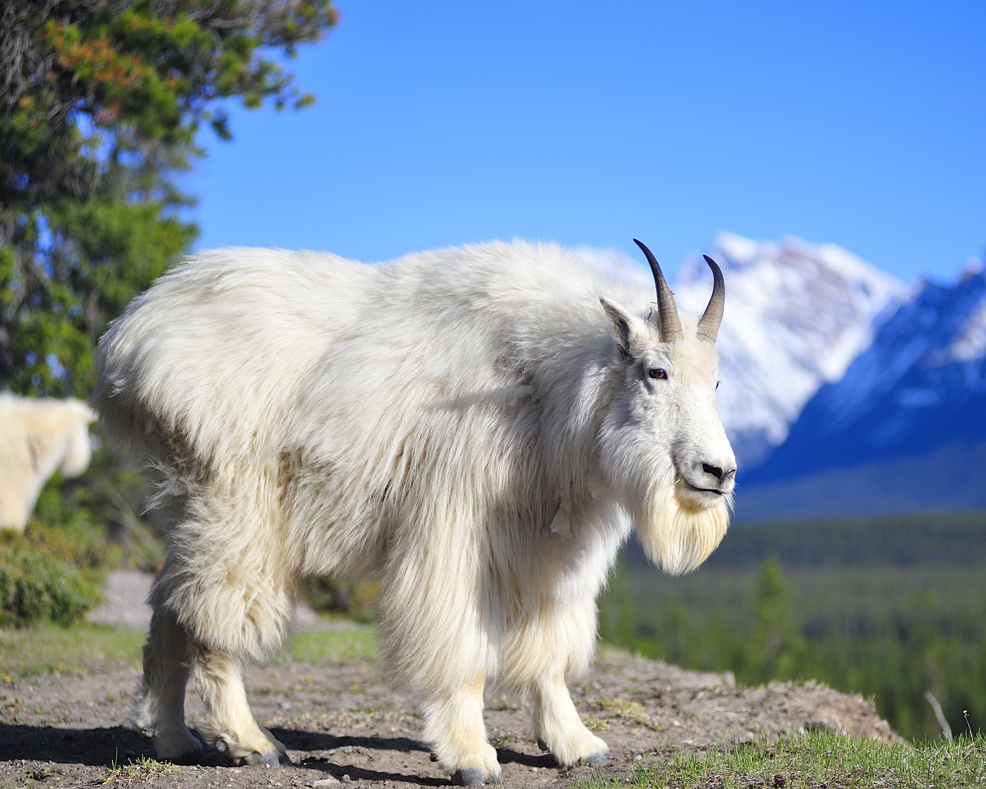 Images of Mountain Goat | 3335x2668