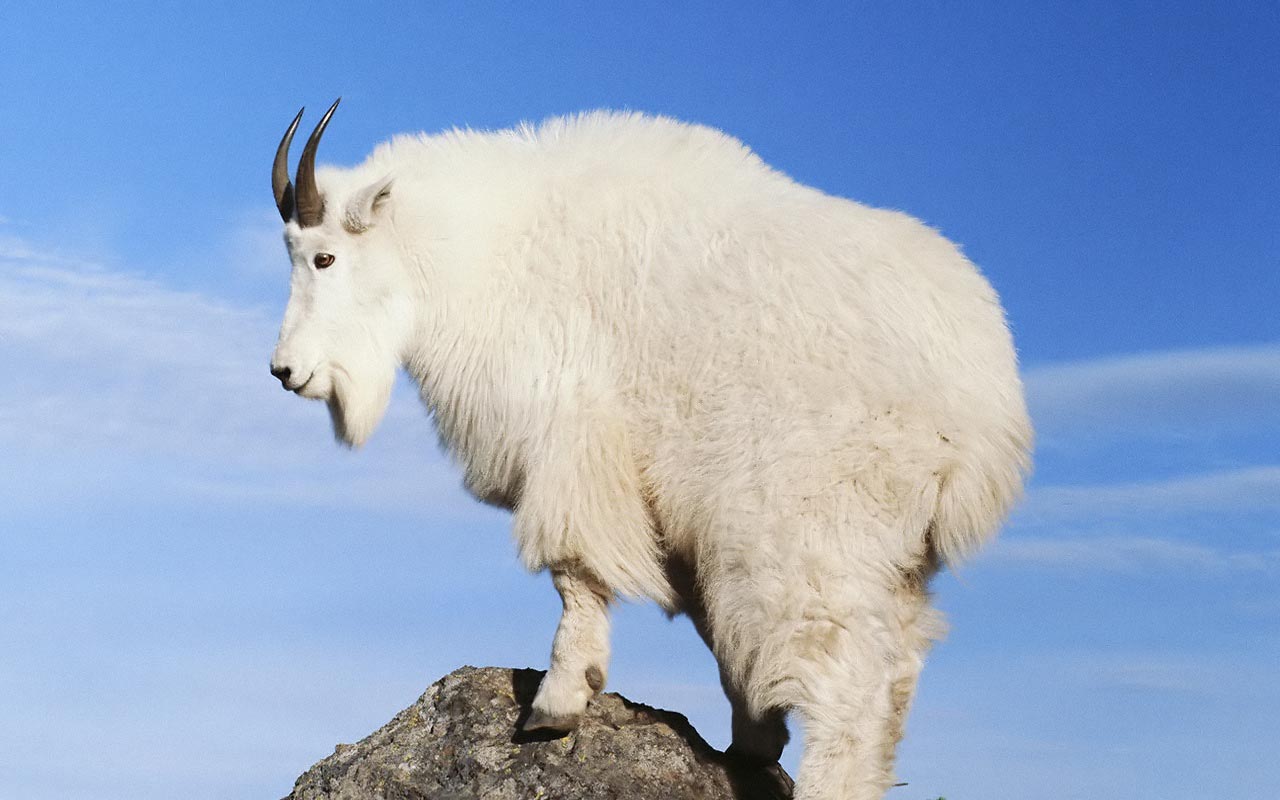 Nice Images Collection: Mountain Goat Desktop Wallpapers