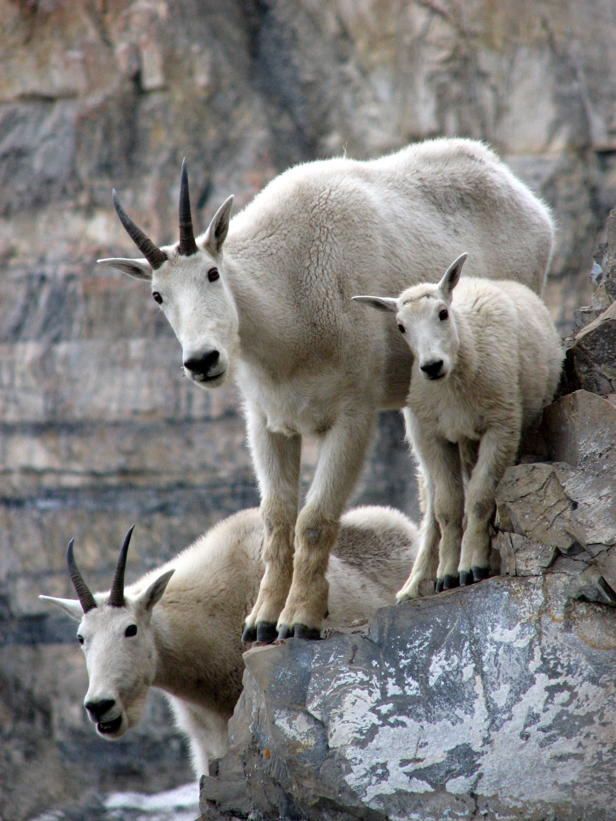 Mountain Goat #21