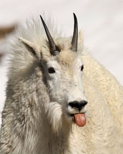 Nice wallpapers Mountain Goat 400x500px