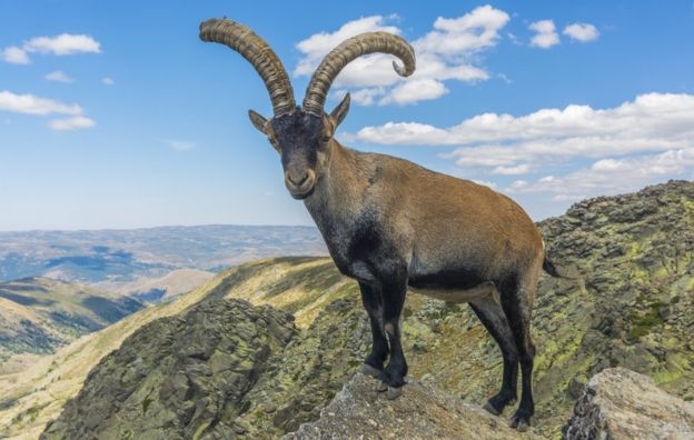 624x396 > Mountain Goat Wallpapers