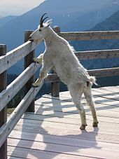 Mountain Goat #4