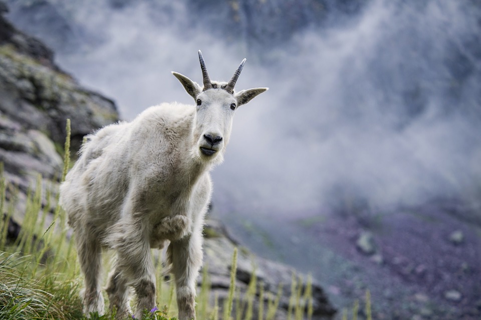 Mountain Goat High Quality Background on Wallpapers Vista