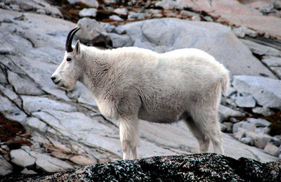 HD Quality Wallpaper | Collection: Animal, 400x259 Mountain Goat
