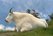 Mountain Goat #15