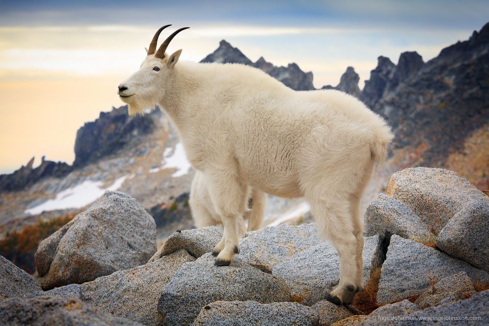 Mountain Goat #13