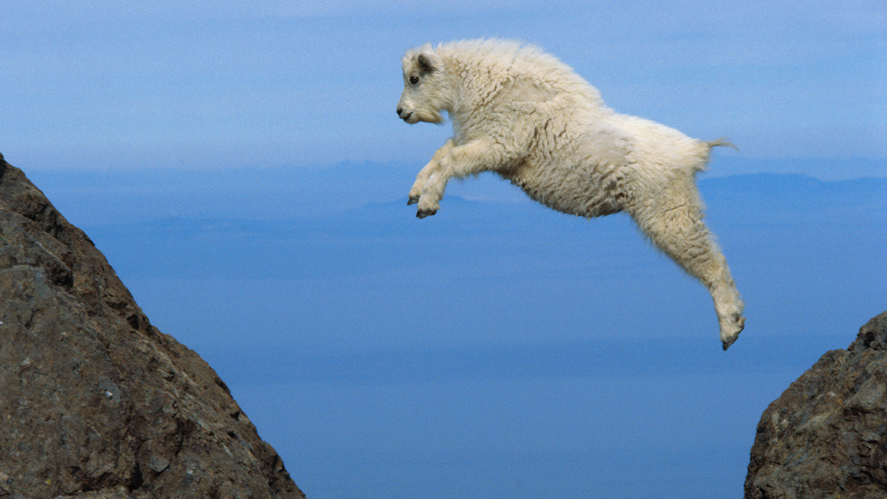 1280x720 > Mountain Goat Wallpapers