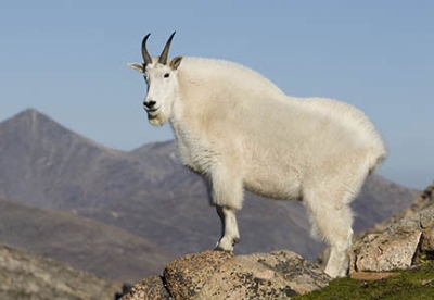 Mountain Goat #10