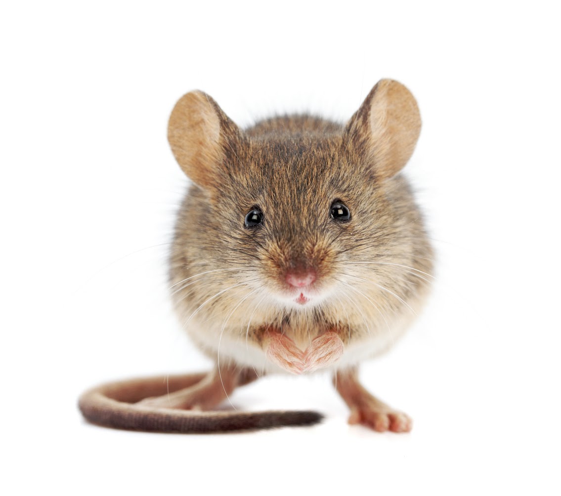 Mouse High Quality Background on Wallpapers Vista