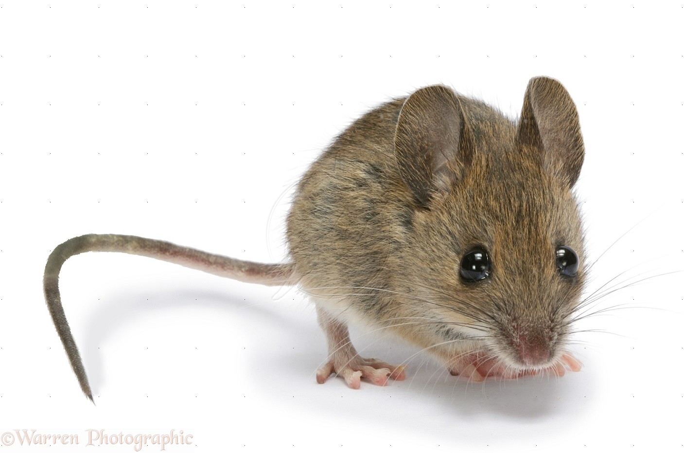 Mouse #21