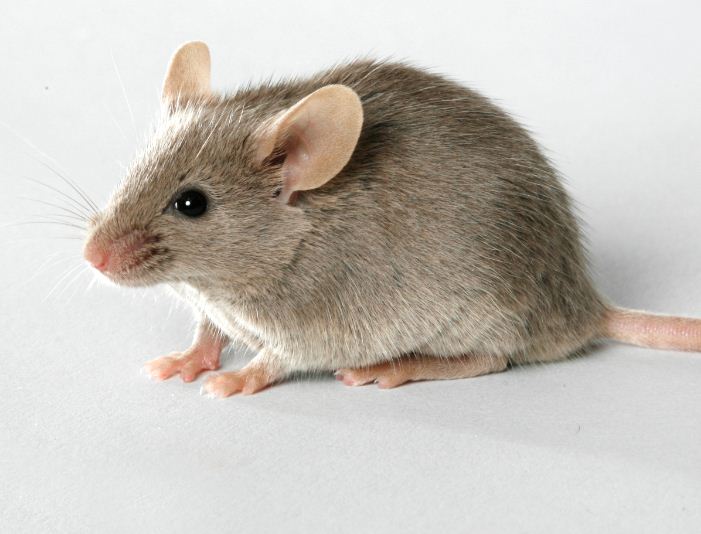 Mouse #2