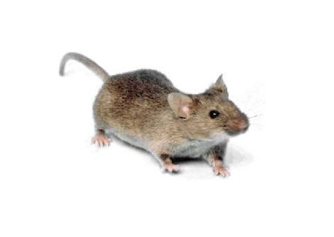 Mouse #10