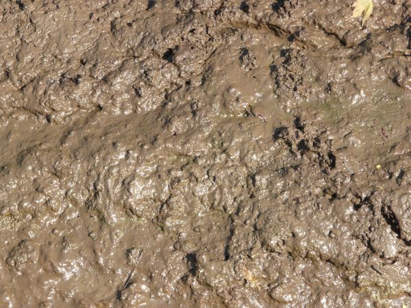 Images of Mud | 600x450