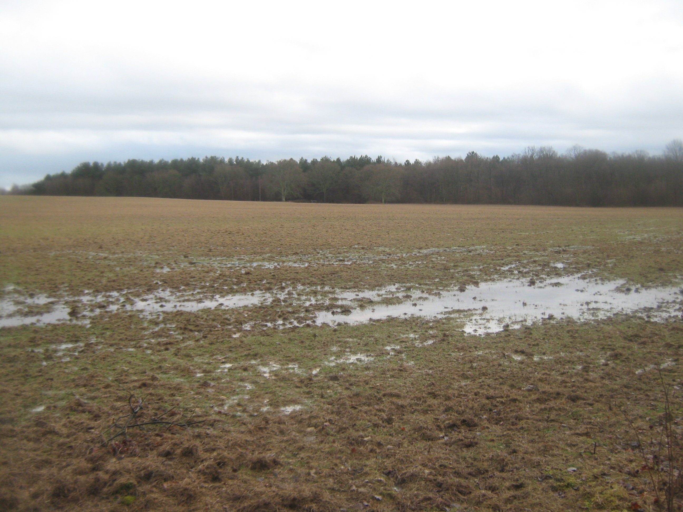 Muddy Field #3