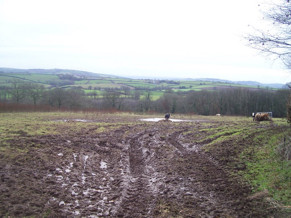 Muddy Field #1